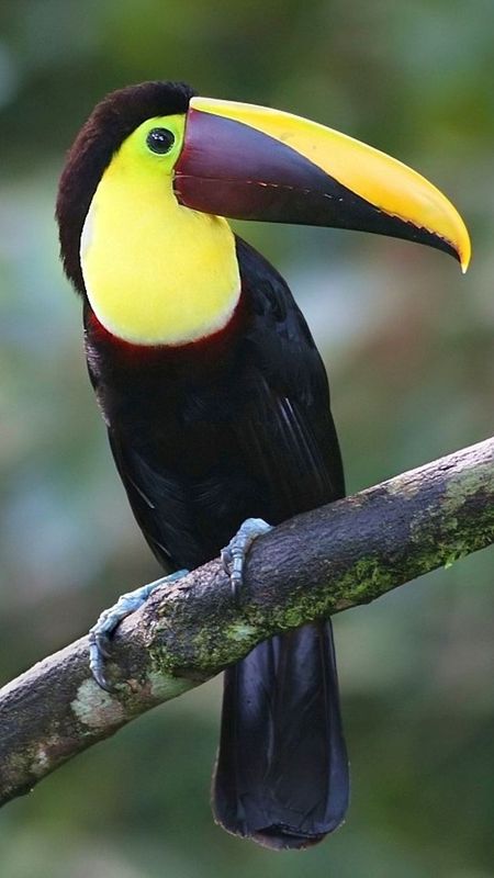 Toucans | Adorable Wallpaper