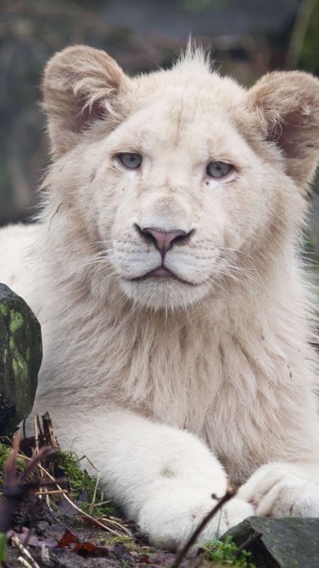 White Lion | Cute Cub Wallpaper