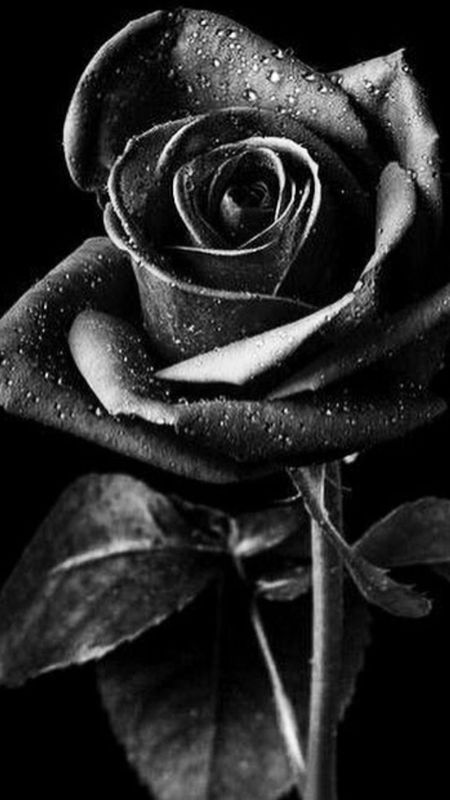 Black Rose | Black Rose Adorable Rose Wallpaper