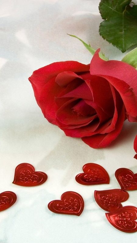Hd Rose Flower - Red Heart - Love Wallpaper