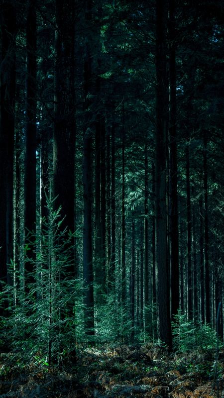 Forest | Nature Trees Wallpaper