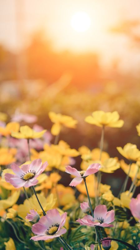 Yellow and Pink Flowers Wallpaper