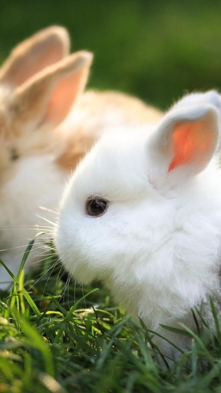 Cute Rabbit Wallpaper