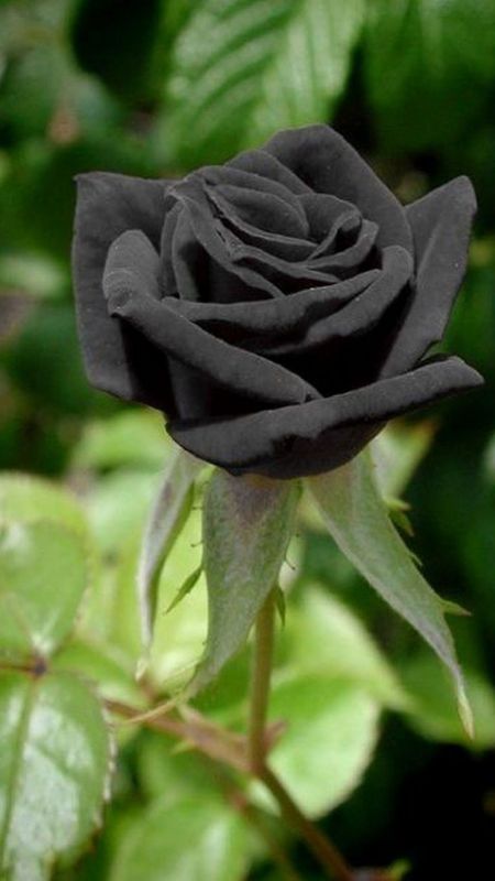 Black Rose | Rose | Black Rose Adorable Rose Wallpaper