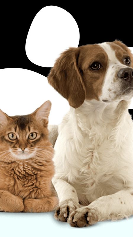 Cat And Dog - Pet Animals - Friends Wallpaper