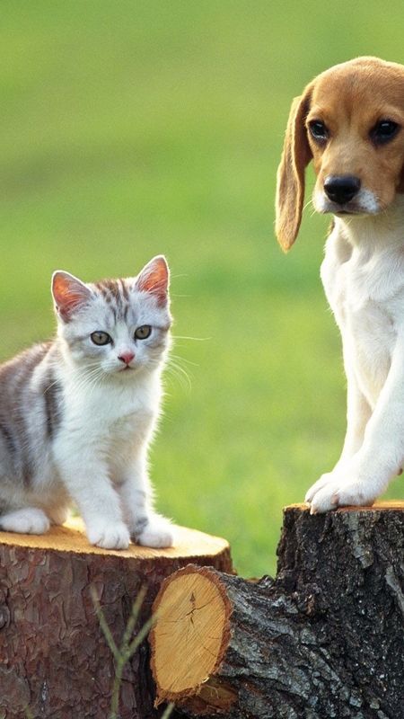 Cat And Dog-beagle dog Wallpaper