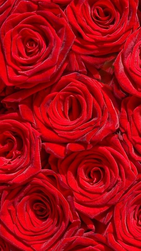 Red roses Wallpaper