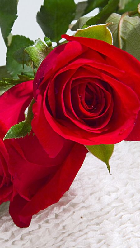 Hd Rose Flower - Red Rose - Love Wallpaper