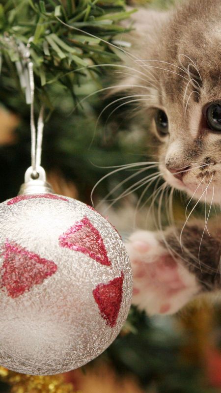 Cute Cat Wallpaper