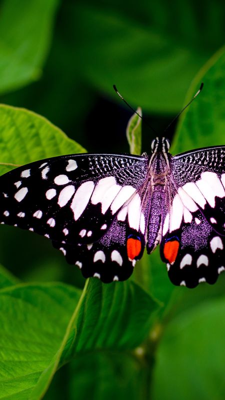Beautiful Butterfly Wallpaper