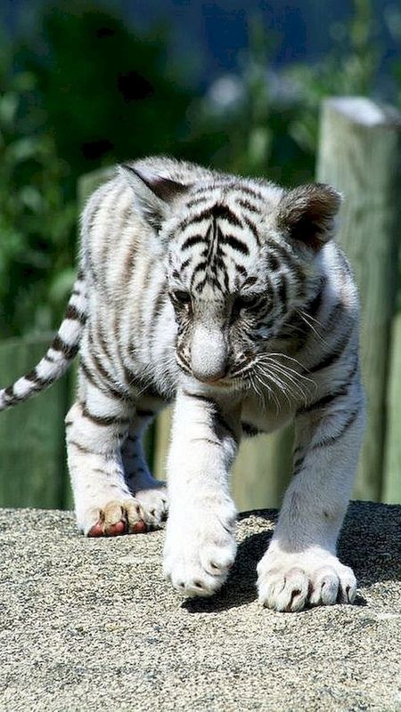 White Tiger | Cute Baby White Tiger | Baby Tiger | Bengal White Tiger Wallpaper