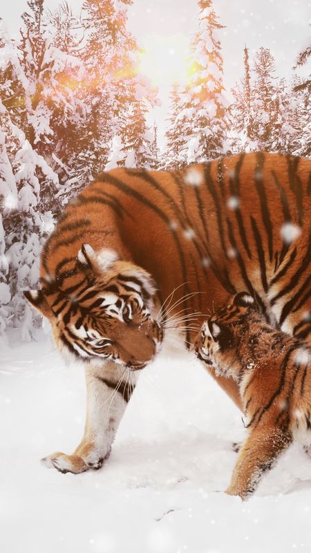 Tiger with cub Wallpaper
