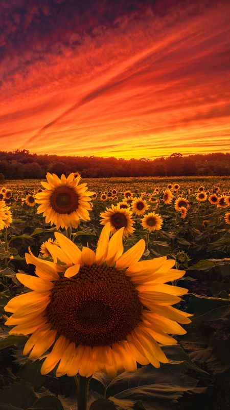 Sunflower field Wallpaper