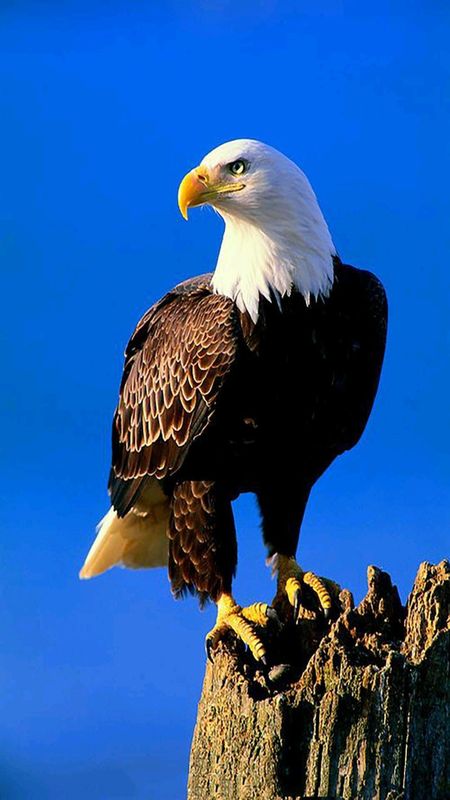 Eagle | Bird | Eagle Royal Bird Wallpaper