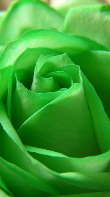 Green Colour | Green Colour Rose | Green Rose Wallpaper