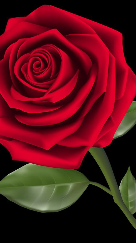 Red Rose | Rose | Flower Wallpaper