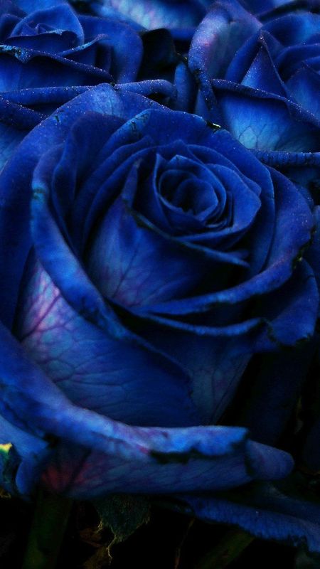 Blue Rose - Dark Blue - Beautiful Flowers Wallpaper